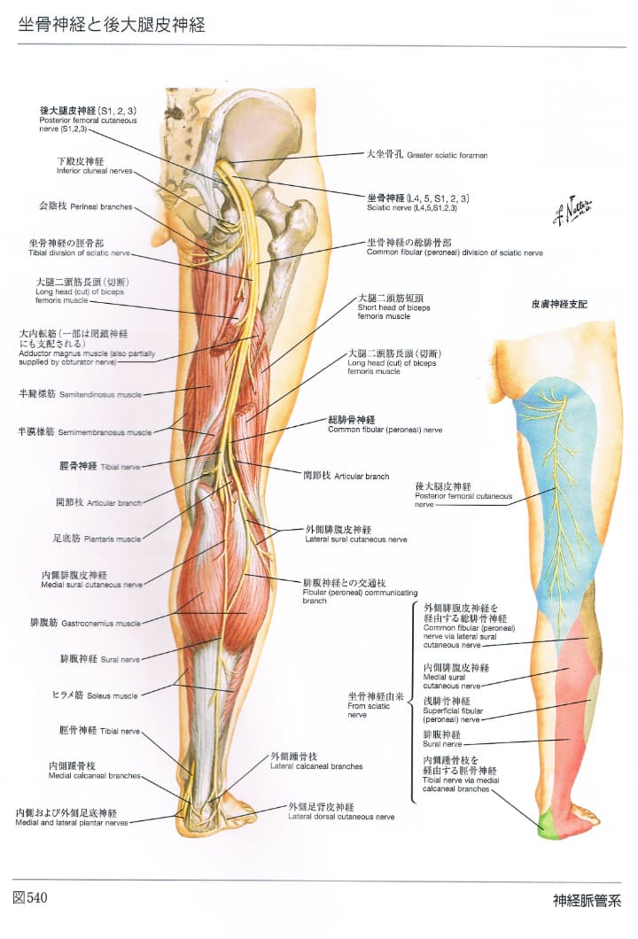 下半身の神経図